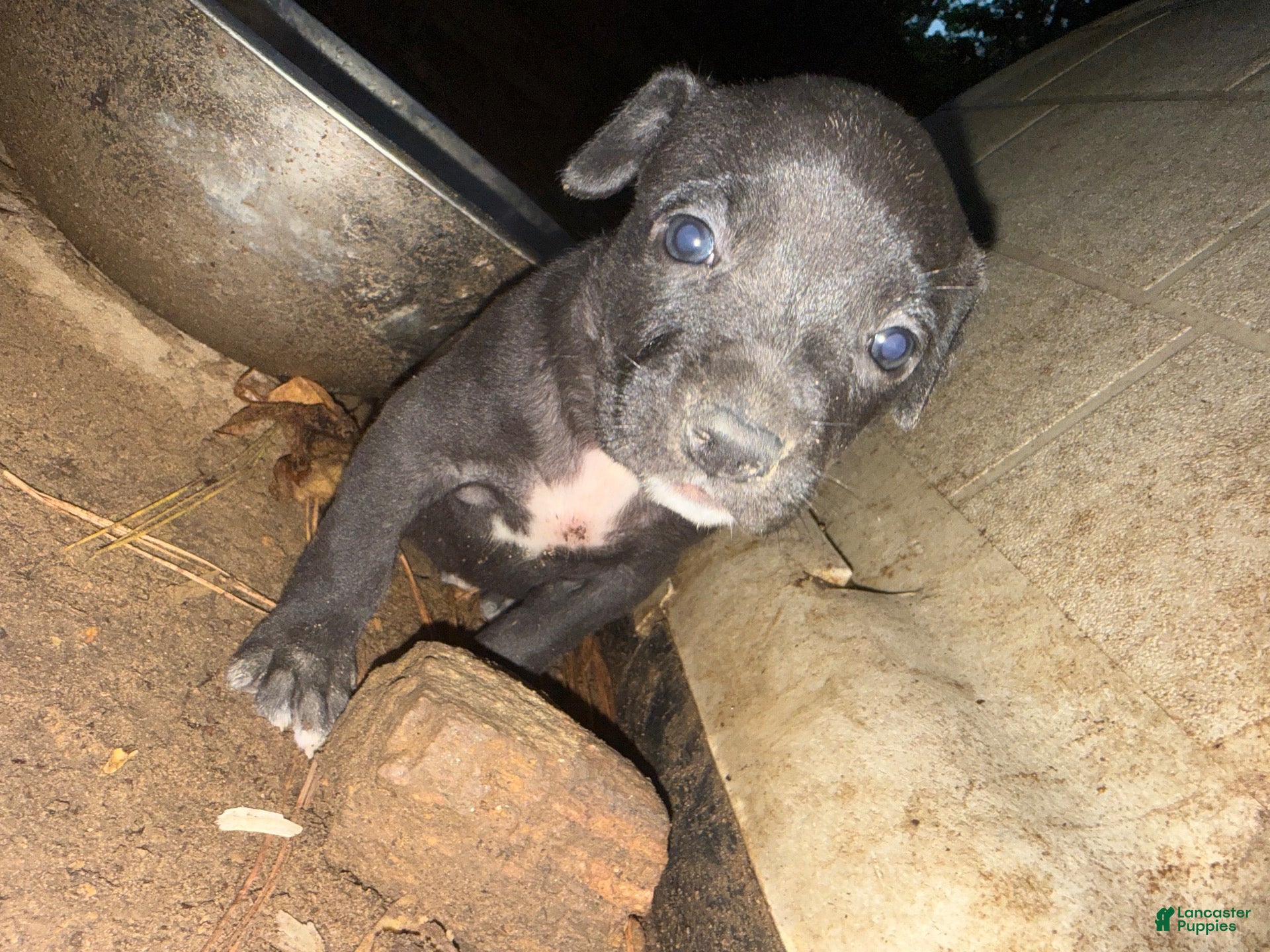 American Pit Bull Terrier dogs American Pit Bull Terrier 5 - Ad 2