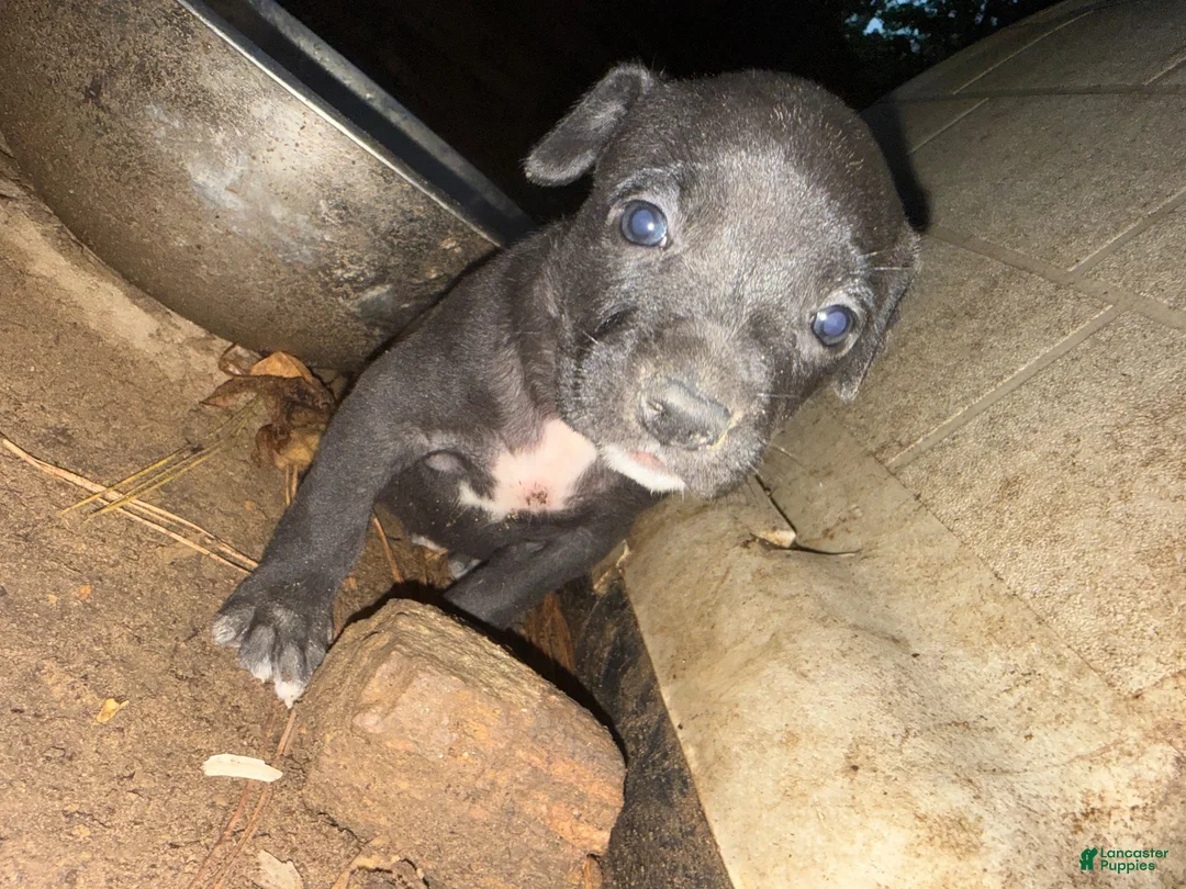 American Pit Bull Terrier dogs for sale: American Pit Bull Terrier 5 - Ad 2