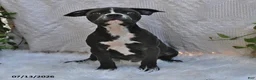 Frenchton dogs for sale: Rover - Ad 3