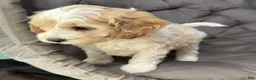 Cockapoo dogs for sale: Biff - Ad 6