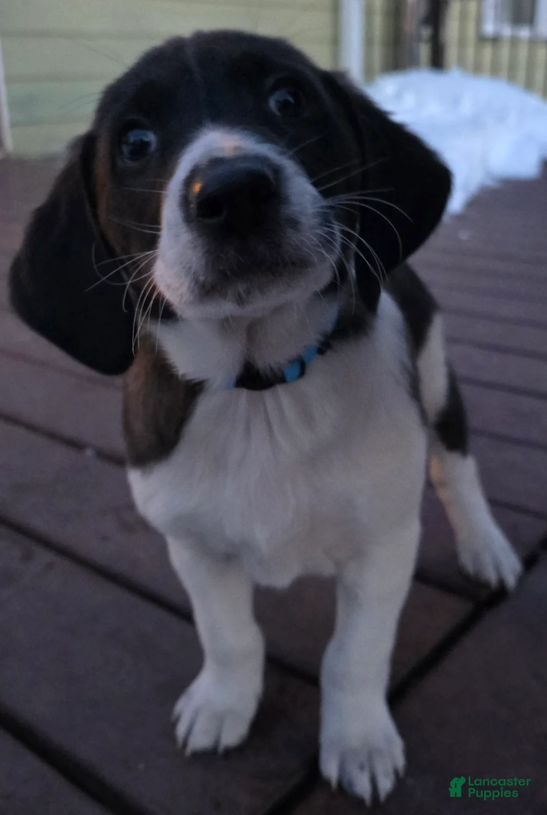 Other breed dogs for sale: Chocolate  - Ad 8