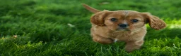 Cavalier King Charles Spaniel dogs for sale: Ford 💙 - Ad 5