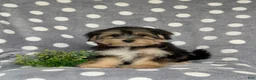 Morkie dogs for sale: Rafe 6 lbs Full Grown - Ad 1