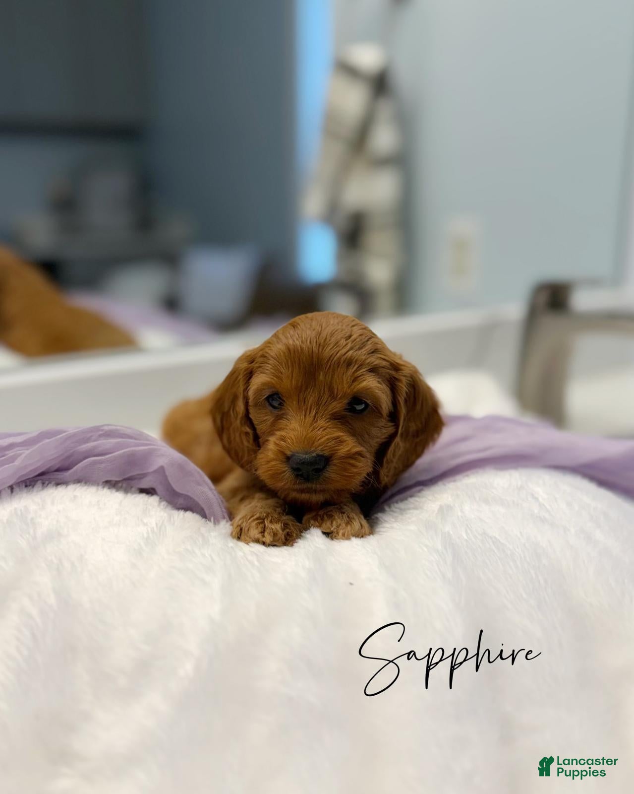 Mini Goldendoodle dogs Sapphire  - Ad 2