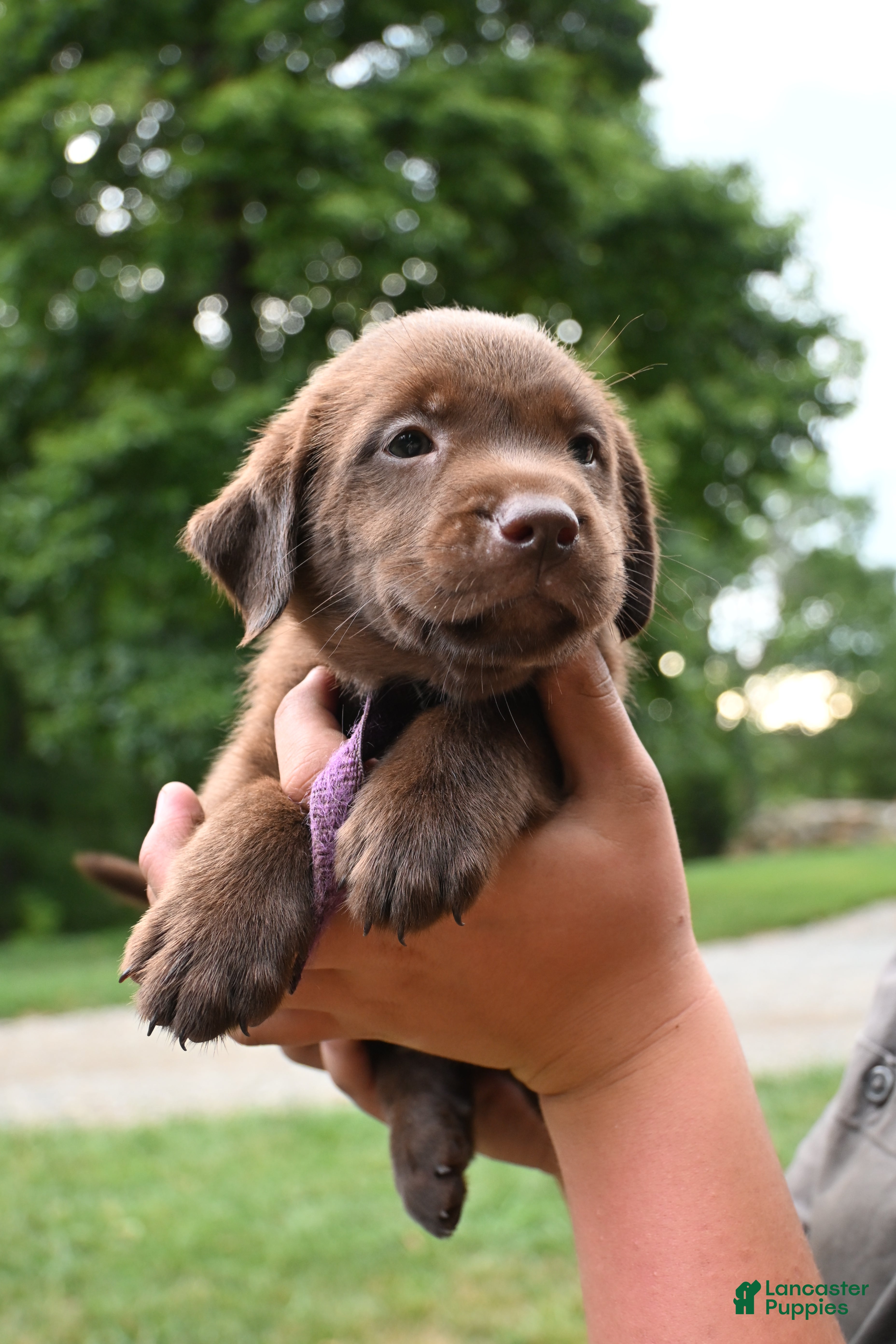 Labrador Retriever dogs Purple Collar (Chocolate) - Ad 1