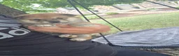 Shiba Inu dogs for sale: Glory - Ad 7