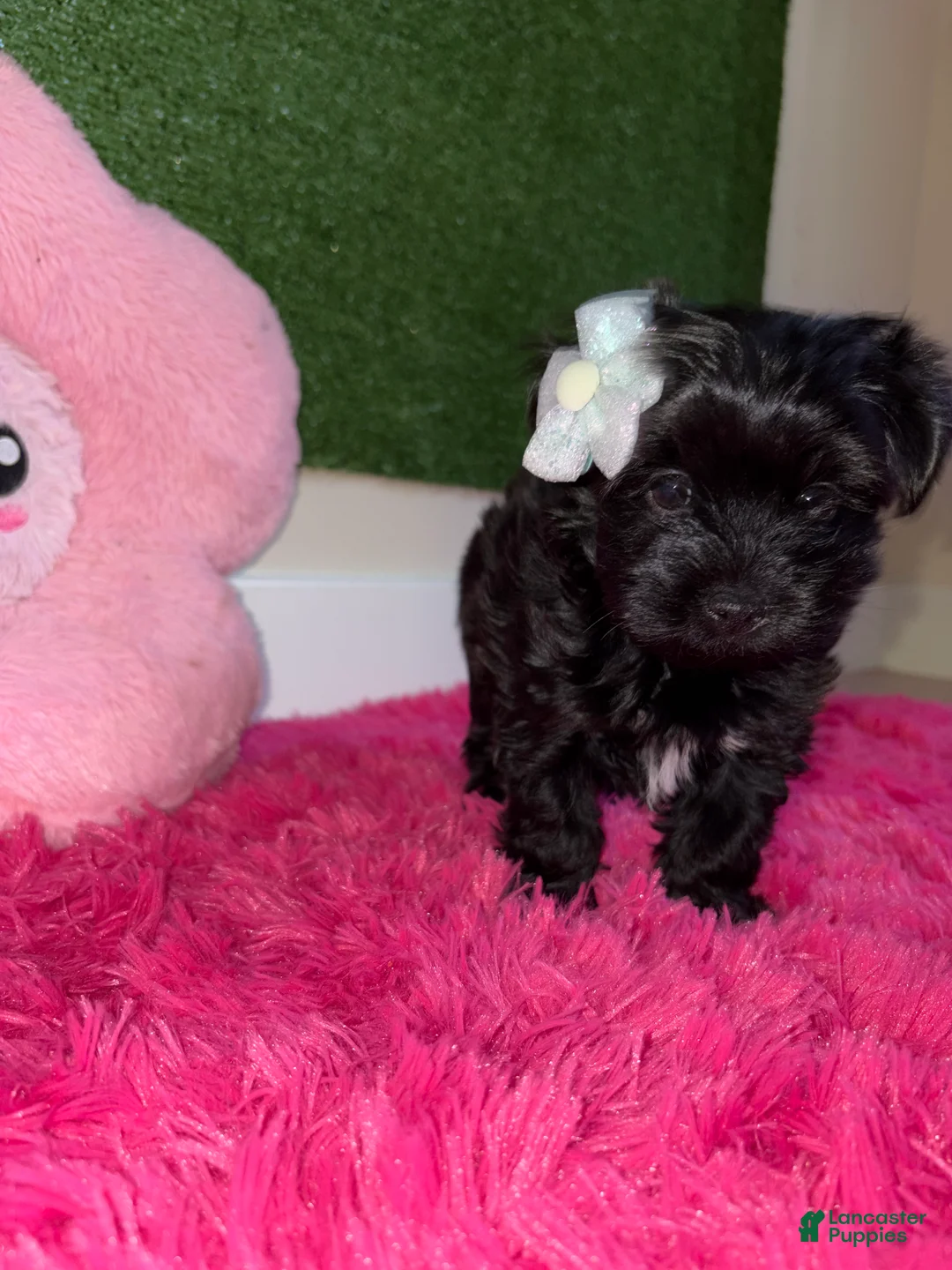 Yorkiepoo dogs for sale: Dolly  - Ad 1