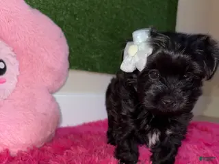 Yorkiepoo dogs for sale: Dolly - Ad 2