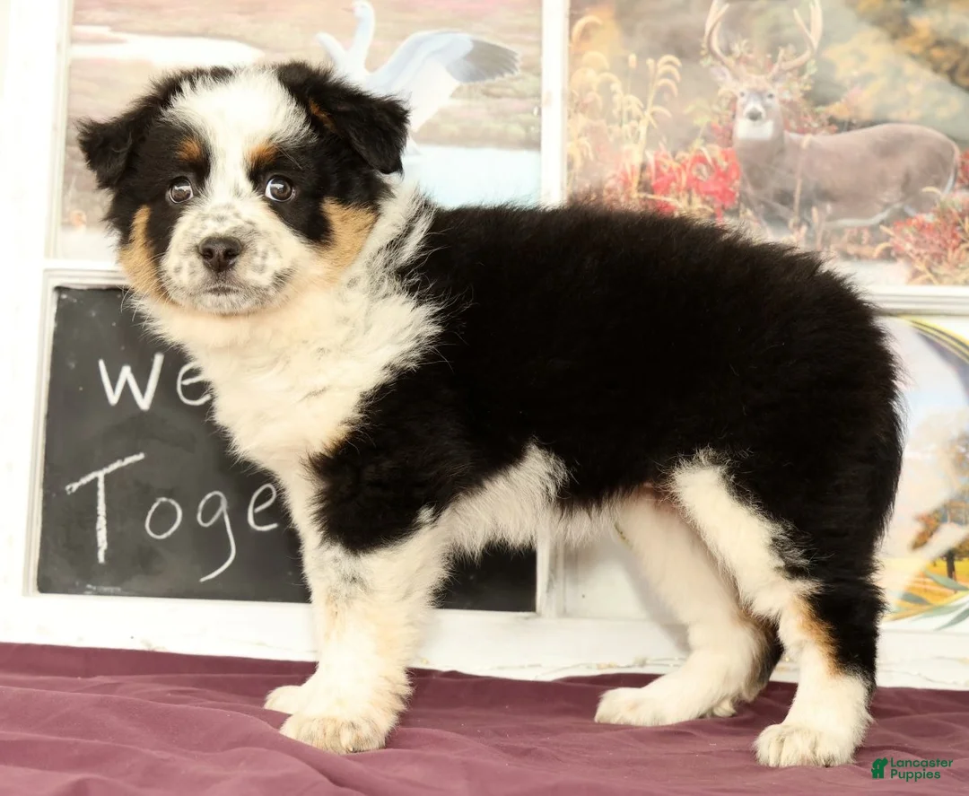 Mixed Breed dogs for sale: Trisha - Ad 1