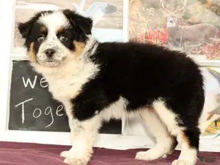 Mixed Breed dogs for sale: Trisha - Ad 1