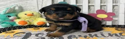 Rottweiler dogs for sale: Dora - Ad 2