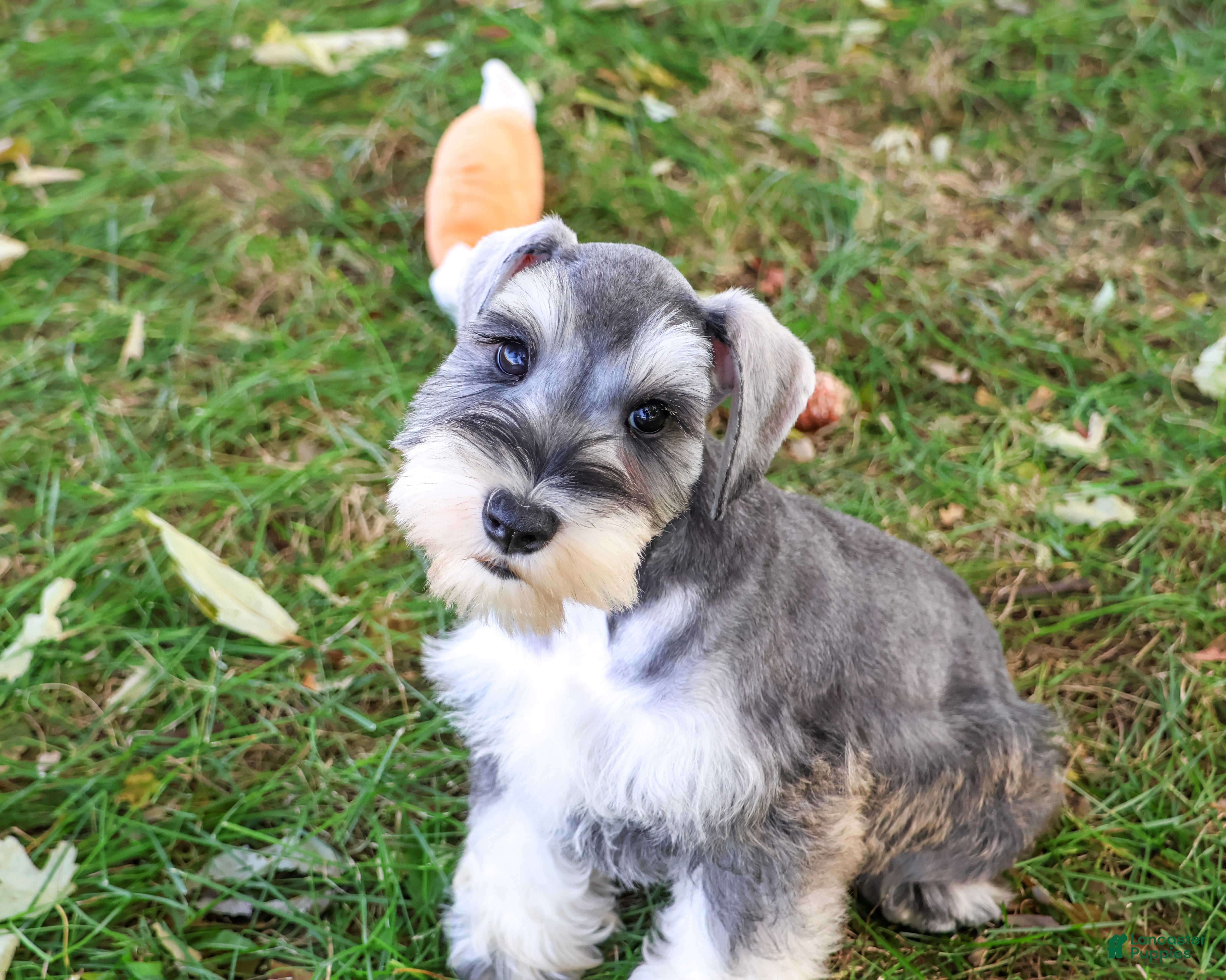 Miniature Schnauzer dogs for sale: Roosevelt - Ad 1