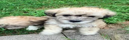 Mixed Breed dogs for sale: Mixed Breed Puppy 4 - Ad 7