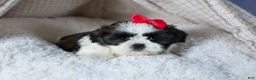 Shih Tzu dogs for sale: HONEY - Ad 9