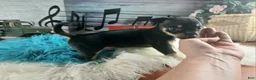 Chihuahua dogs for sale: Autumns blk tan boy. Hand Delivery  - Ad 3