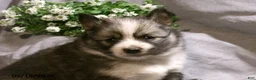 Pomsky dogs for sale: Emma - Ad 4