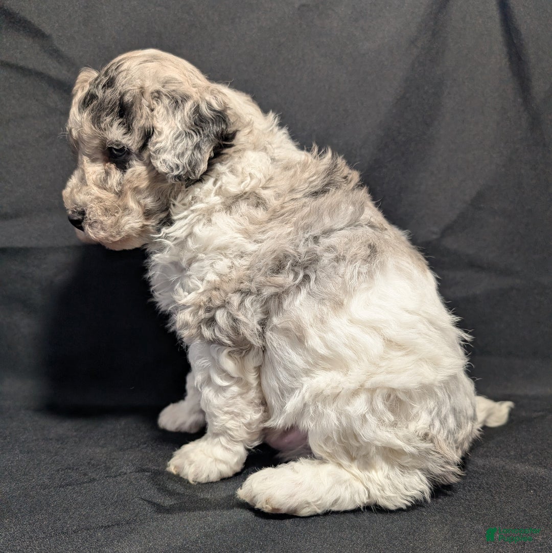 Mixed Breed dogs for sale: Connor  - Ad 5