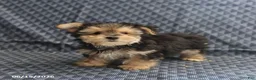 Morkie dogs for sale: Alex - Ad 4