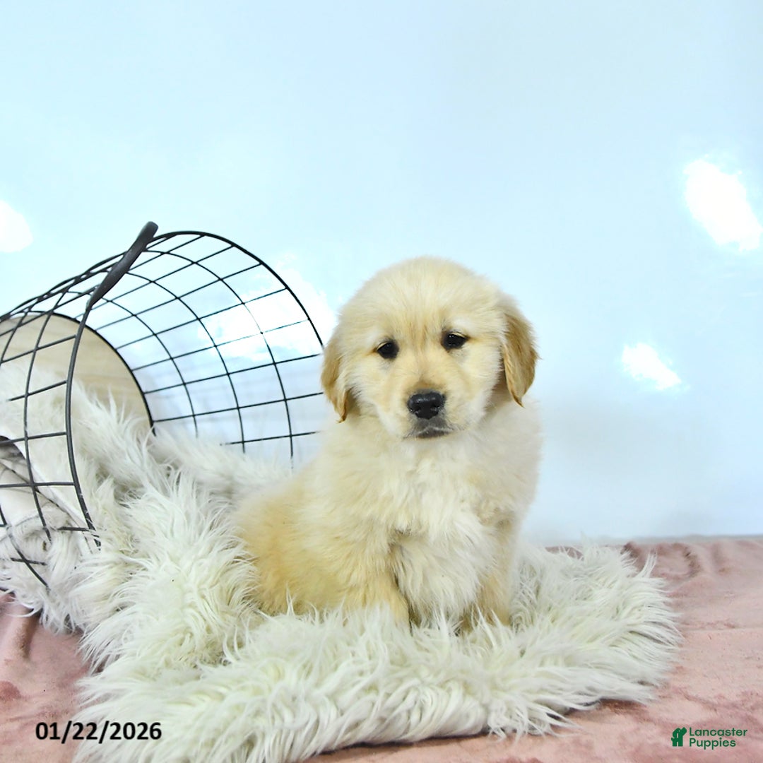 Golden Retriever dogs for sale: Cooper - Ad 2