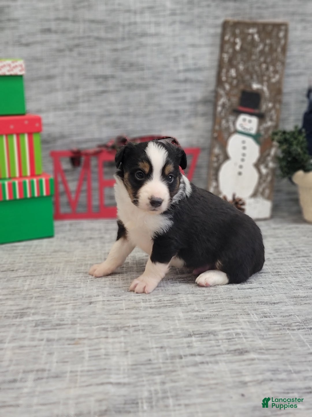 Miniature Australian Shepherd dogs for sale: Oscar - Ad 1