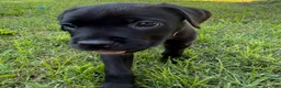 Cane Corso dogs for sale: Crowley AKC yellow/orange collar - Ad 8