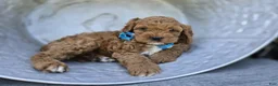 Cavapoo dogs for sale: Tootsie - Ad 4