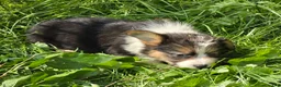 Welsh Corgi Pembroke dogs for sale: Duffy the fluffy - Ad 11