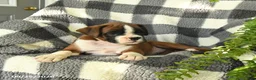 Boxer dogs for sale: Peanut  - Ad 3