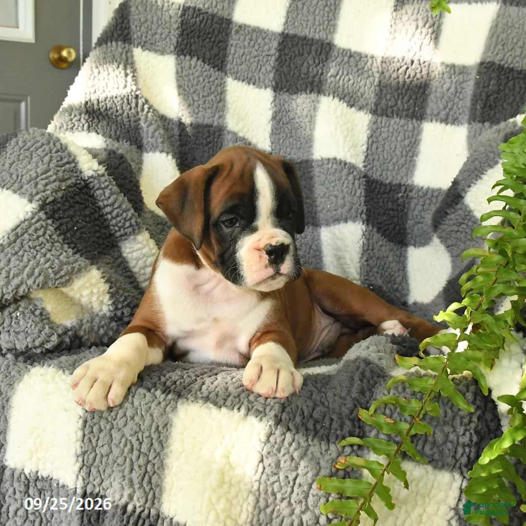 Boxer dogs for sale: Peanut  - Ad 3