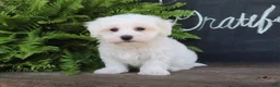 Maltese dogs for sale: Ashley - Ad 4