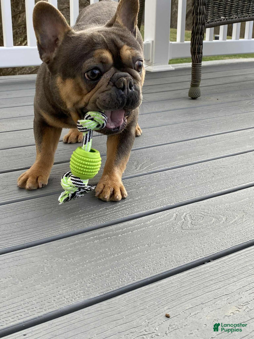 Gallery Image {{count}}