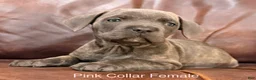 Cane Corso dogs for sale: Cane Corso Puppy Female Pink Collar - Ad 5