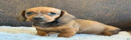 Miniature Dachshund dogs for sale: Pepper - Ad 4