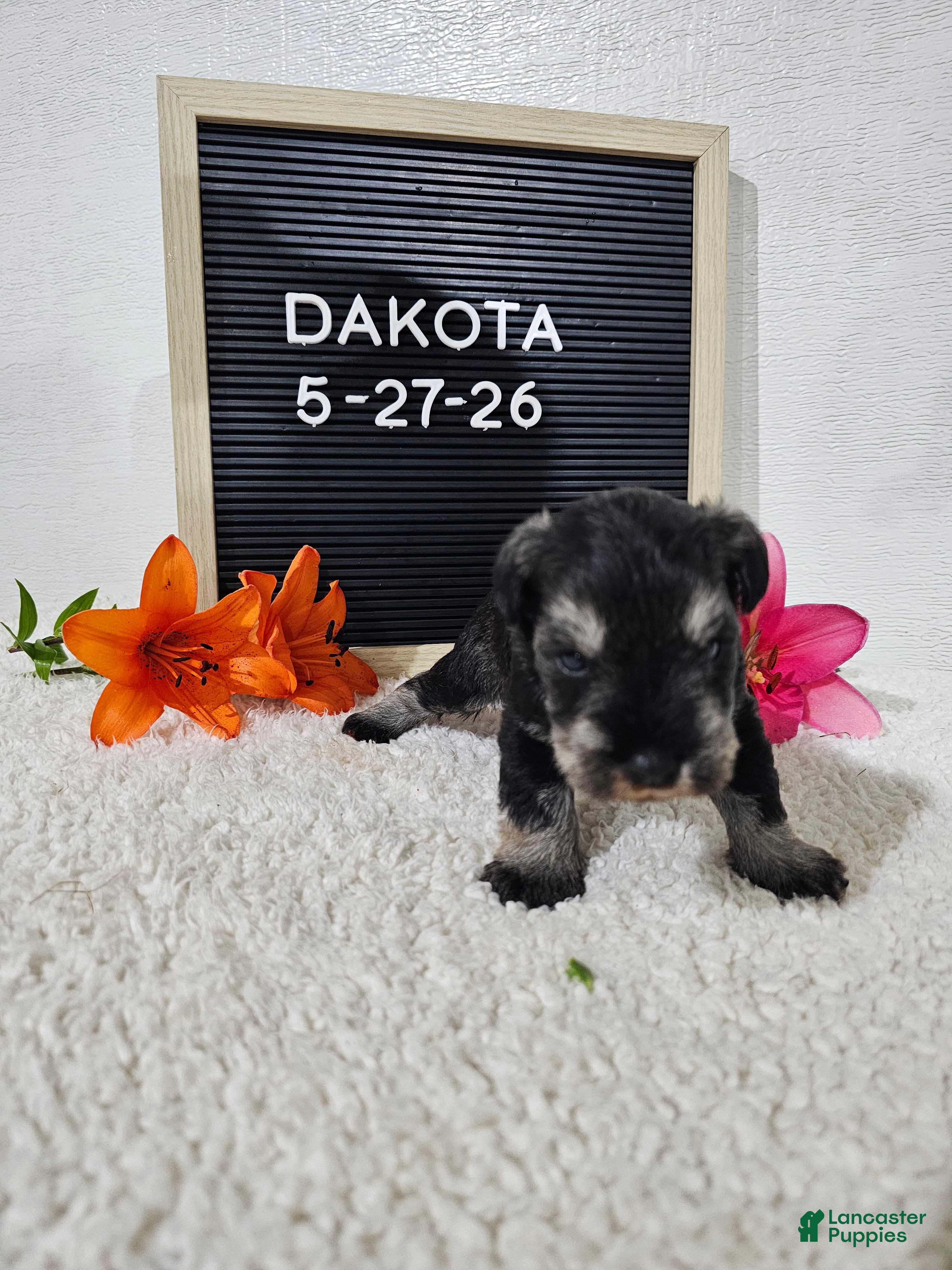 Miniature Schnauzer dogs Dakota - Ad 2