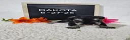 Miniature Schnauzer dogs for sale: Dakota - Ad 2