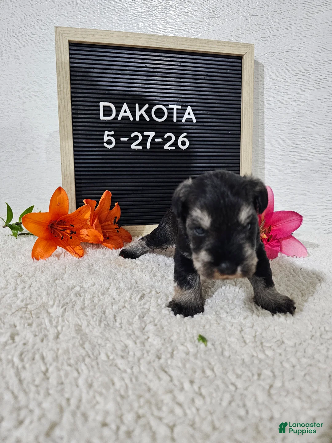 Miniature Schnauzer dogs for sale: Dakota - Ad 2