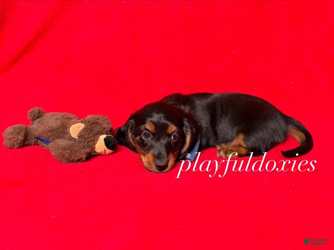 Miniature Dachshund dogs for sale: Miniature Dachshund Puppy 1 - Ad 7
