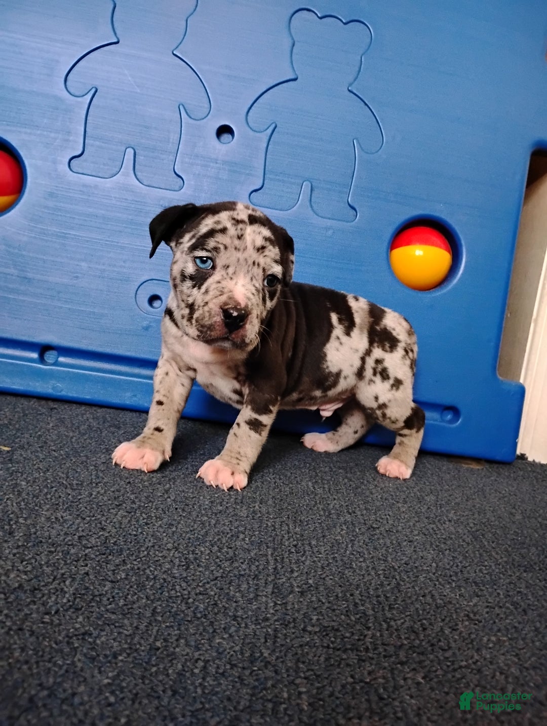 American Bully dogs for sale: KANO - Ad 9