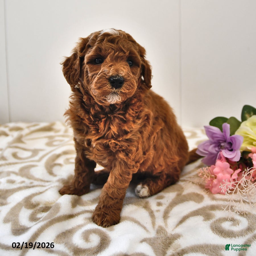 Mini Goldendoodle dogs Biscuit - Ad 2
