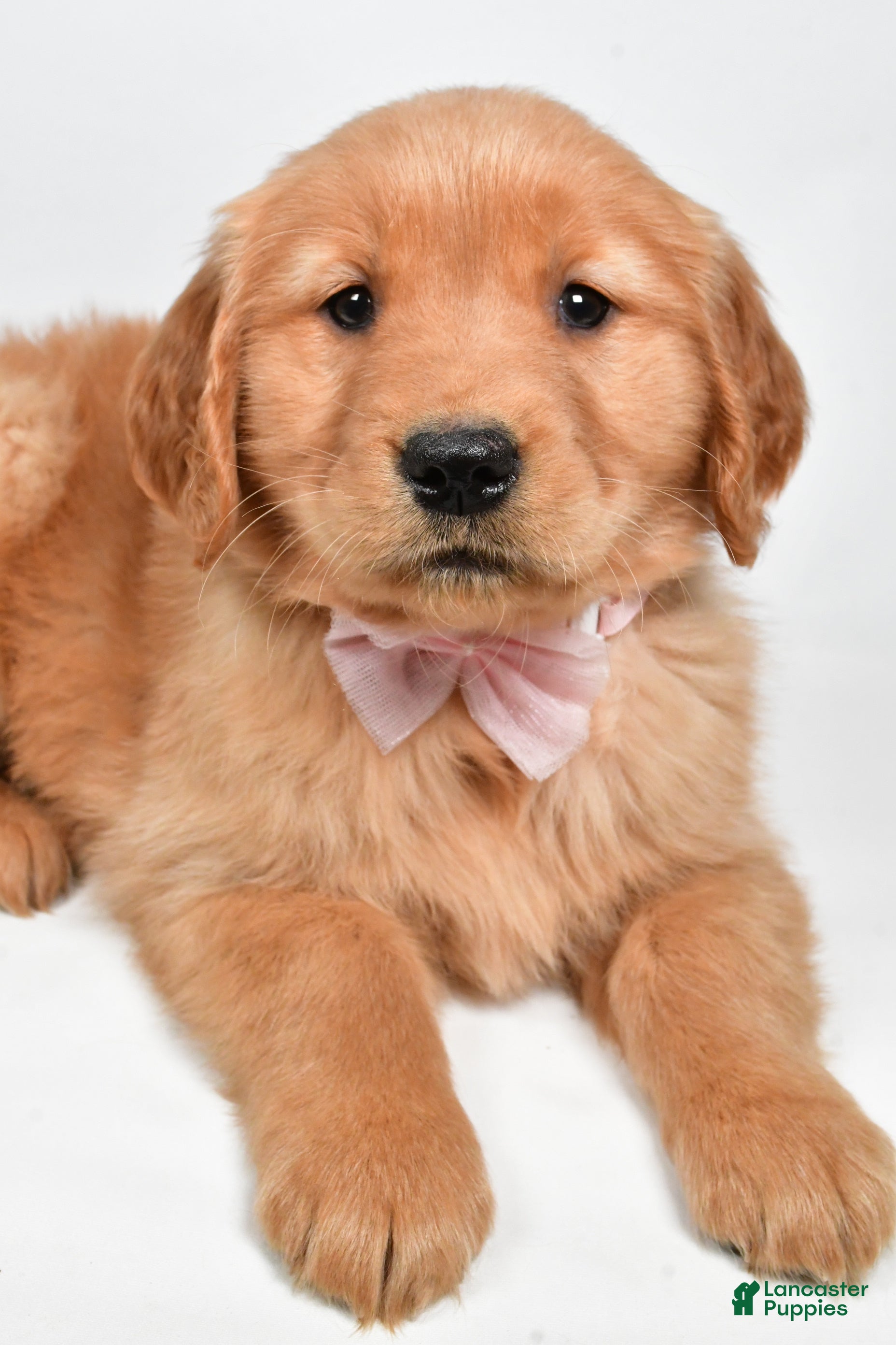 Golden Retriever dogs Lexie - Ad 18
