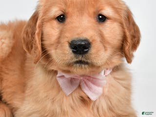 Golden Retriever dogs Lexie - Ad 18