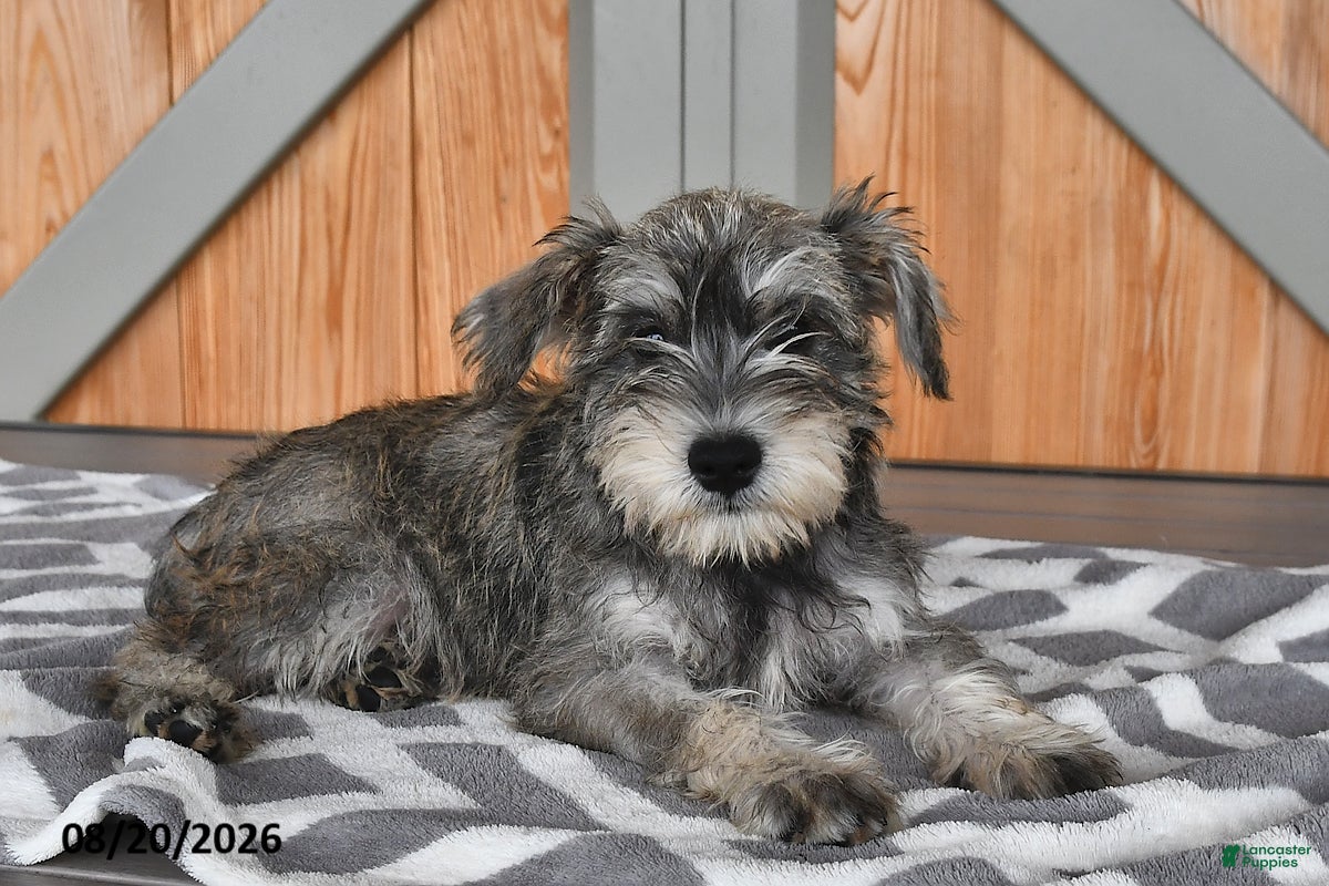 Miniature Schnauzer dogs Martha - Ad 2