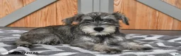 Miniature Schnauzer dogs for sale: Martha - Ad 2