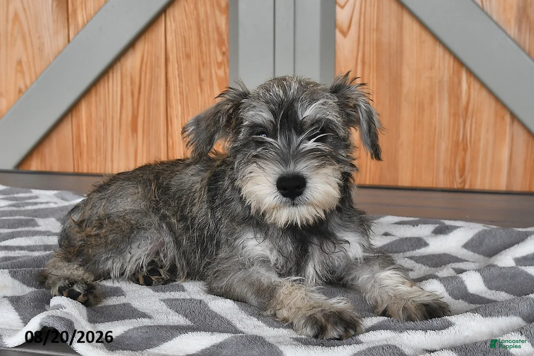 Miniature Schnauzer dogs for sale: Martha - Ad 2