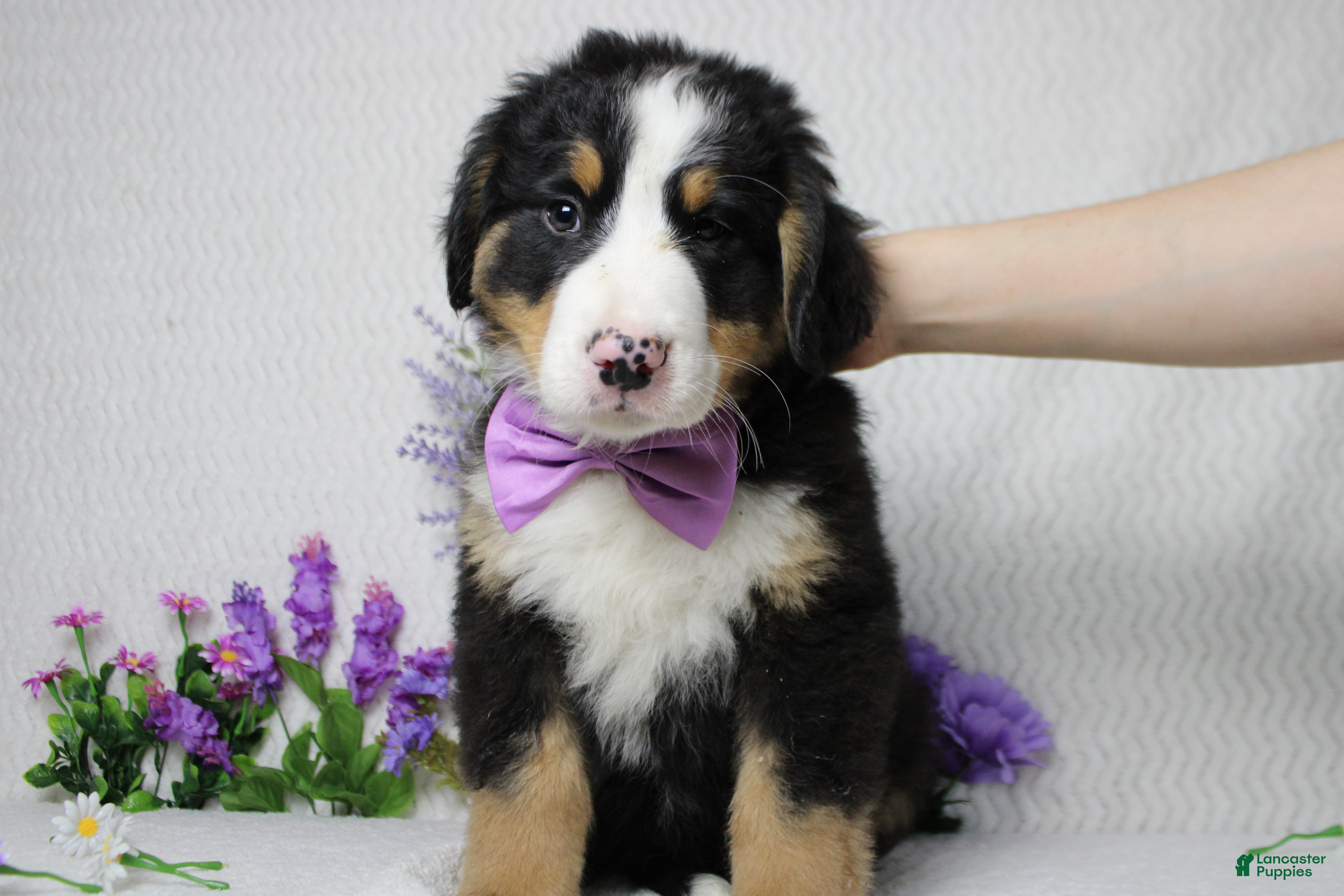 Bernese Mountain Dog dogs Moose  - Ad 2