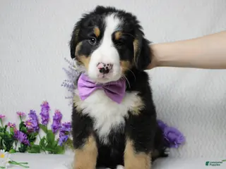 Bernese Mountain Dog dogs Moose - Ad 2