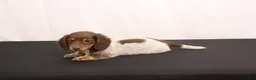 Dachshund dogs for sale: Ricky - Ad 3