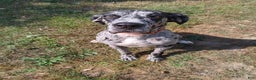 Great Dane dogs for sale: Yondu - Ad 2