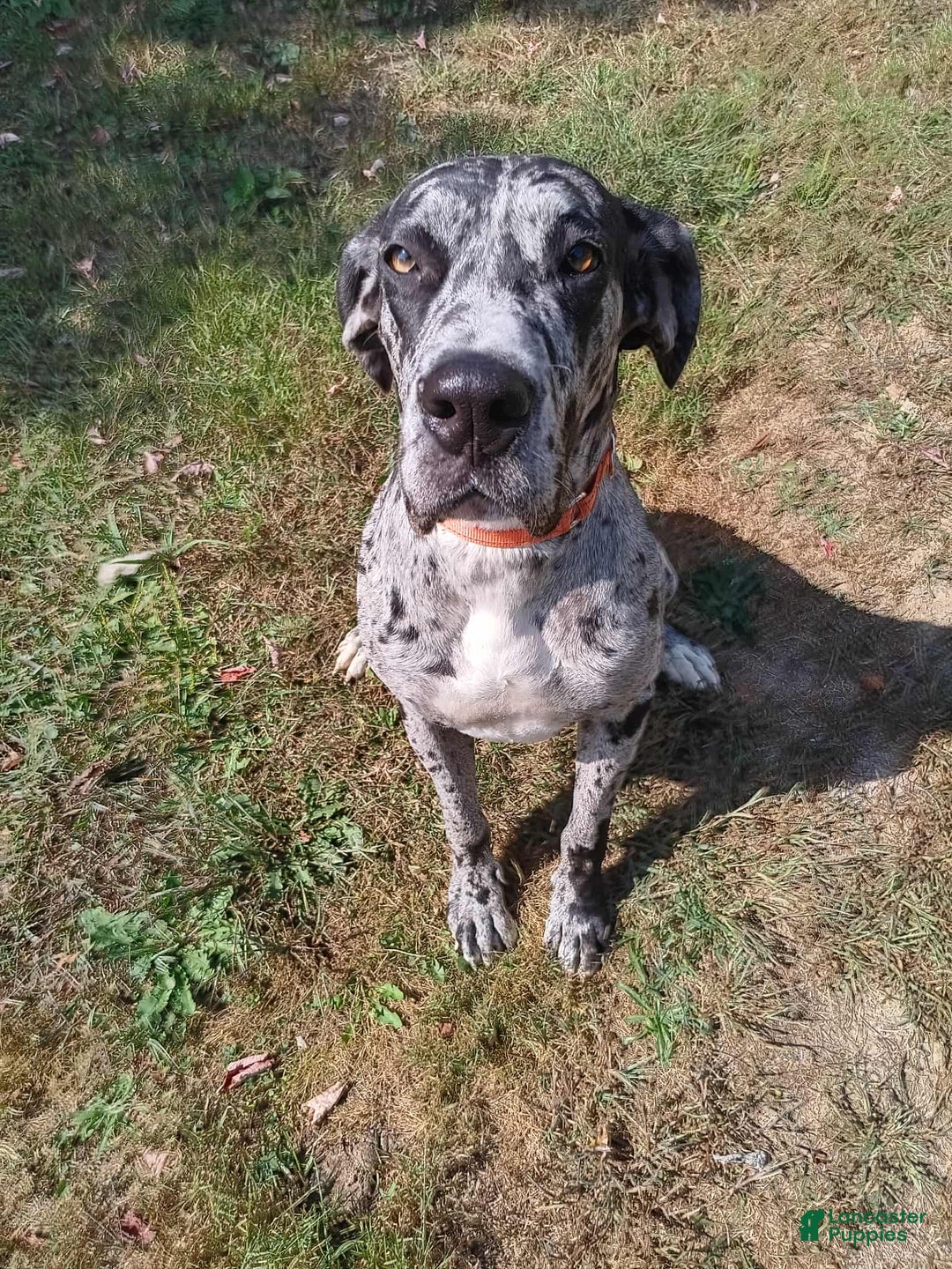 Great Dane dogs for sale: Yondu - Ad 2