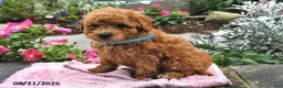 Bichpoo dogs for sale: Toby - Ad 3